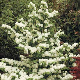 Калина складчаста Popcorn 2 річна, Калина складчаста Попкорн, Viburnum plicatum Popcorn