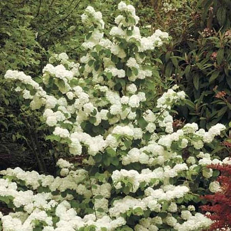 Калина складчаста Popcorn 2 річна, Калина складчаста Попкорн, Viburnum plicatum Popcorn, фото 1