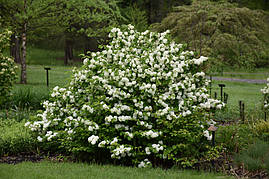 Калина складчаста Popcorn 2 річна, Калина складчаста Попкорн, Viburnum plicatum Popcorn, фото 4