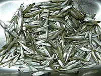 Феріна чорноморська (атерина чорноморська), с/м, розмір 6-8 см