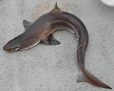 Катран — акула чорноморська.