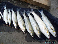 Чорноморська Кефаль добірна, свіжеморожена, 200-300гр\шт (3-5шт\кг)