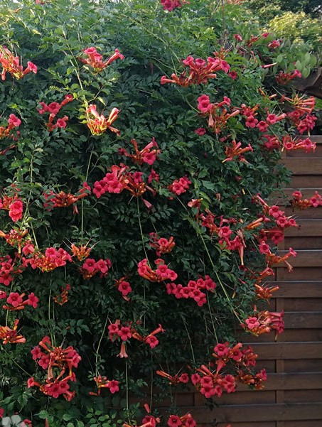 Кампсіс Gabor 2 річний(відводки), Кампсис вкорінюється Габор, Campsis radicans Gabor