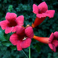 Кампсіс Gabor 2 річний(відводки), Кампсис вкорінюється Габор, Campsis radicans Gabor, фото 3