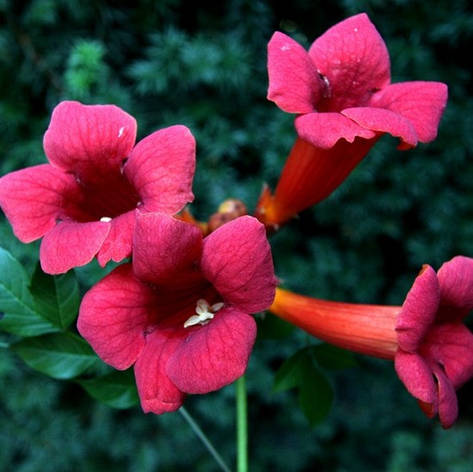 Кампсіс Gabor 2 річний, Кампсис укореняющийся Габор, Campsis radicans Gabor, фото 1