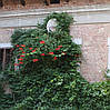 Кампсіс Gabor 2 річний, Кампсис укореняющийся Габор, Campsis radicans Gabor, фото 6