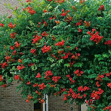 Кампсіс Gabor 2 річний, Кампсис укореняющийся Габор, Campsis radicans Gabor, фото 2