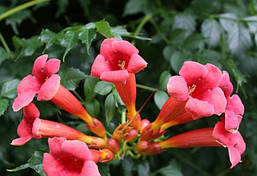 Кампсіс Gabor 2 річний(відводки), Кампсис вкорінюється Габор, Campsis radicans Gabor, фото 5