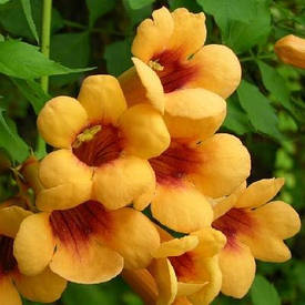 Кампсіс Judy 2 річний, Кампсис вкорінюється Джуді, Campsis radicans Judy