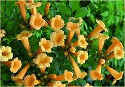 Кампсіс Judy 2 річний, Кампсис вкорінюється Джуді, Campsis radicans Judy, фото 5