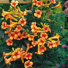 Кампсіс Judy 2 річний, Кампсис вкорінюється Джуді, Campsis radicans Judy, фото 3