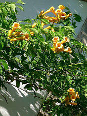 Кампсіс Judy 2 річний, Кампсис вкорінюється Джуді, Campsis radicans Judy, фото 4