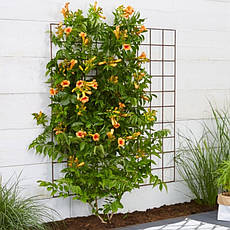 Кампсіс Judy 2 річний, Кампсис вкорінюється Джуді, Campsis radicans Judy, фото 2