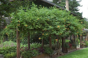 Кампсіс Flava 2 річний, Кампсис вкорінюється Флава, Campsis radicans Flava, фото 4