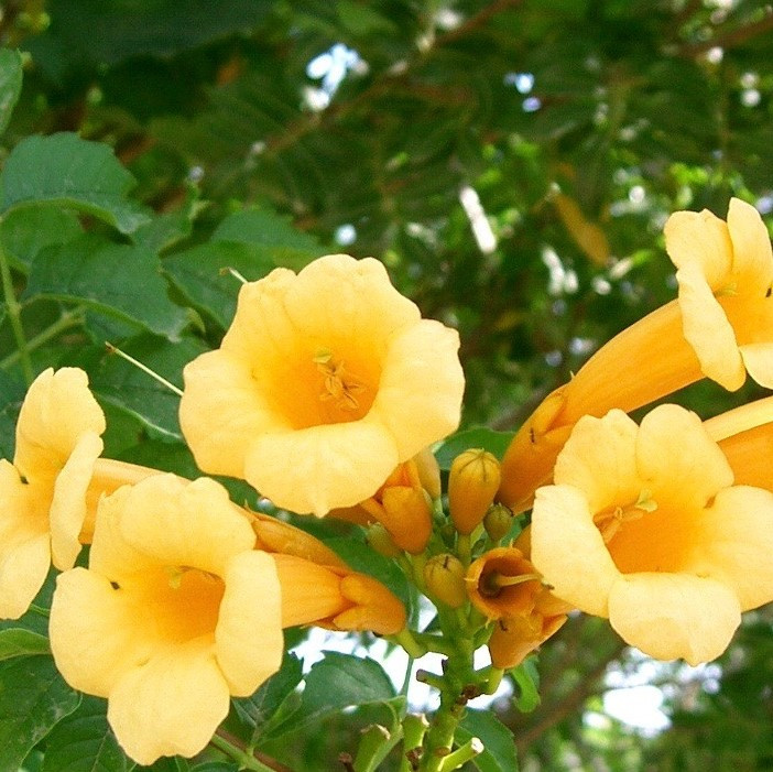 Кампсіс Flava 2 річний, Кампсис вкорінюється Флава, Campsis radicans Flava