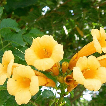 Кампсіс Flava 3 річний, Кампсис вкорінюється Флава, Campsis radicans Flava, фото 1