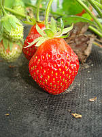 Вирощування полуниці для ледачих