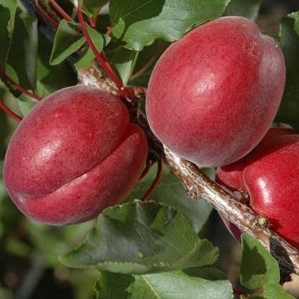 Абрикос Рубіста (ранній), фото 1