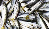 Ставридка велика чорноморська 12-15см, ставрида с/м
