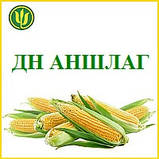 Насіння Кукурудзи ДН АНШЛАГ ФАО 420 (Маїс Черкаси), фото 3