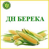 Насіння Кукурудзи ДН БЕРЕКА ФАО 390 (Маїс Черкаси)