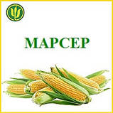 Насіння Кукурудзи МАРСЕР ФАО 250 2020р.у.(19,1кг) (Маїс Черкаси), фото 4