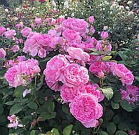 Английская роза Мери Роуз. (в).