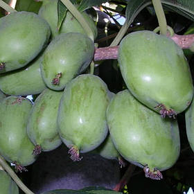 Саджанці Актинідії Крупноплідна