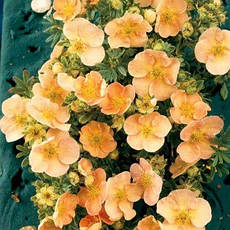 Лапчатка кущова Daydawn 2 річна, Лапчатка кущова Дейдаун, Potentilla fruticosa Daydawn, фото 4