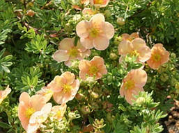 Лапчатка кущова Daydawn 2 річна, Лапчатка кущова Дейдаун, Potentilla fruticosa Daydawn, фото 6