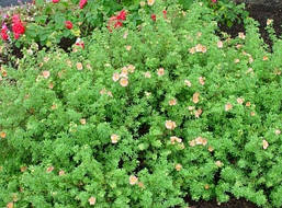 Лапчатка кущова Daydawn 2 річна, Лапчатка кущова Дейдаун, Potentilla fruticosa Daydawn, фото 5