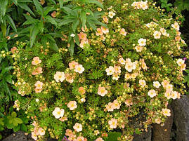 Лапчатка кущова Daydawn 2 річна, Лапчатка кущова Дейдаун, Potentilla fruticosa Daydawn, фото 3