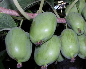 Саджанці Актинідії Київська великоплідна