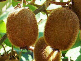 Саджанці ківі Хейворд