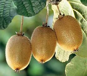 Саджанці ківі Соло