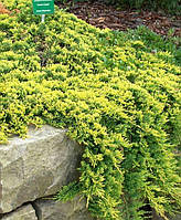 МОЖЖЕВЕЛЬНИК ГОРИЗОНТАЛЬНЫЙ (JUNIPERUS HORIZONTALIS) GOLDEN CARPET /D 0.5-0.6 М / С5 L