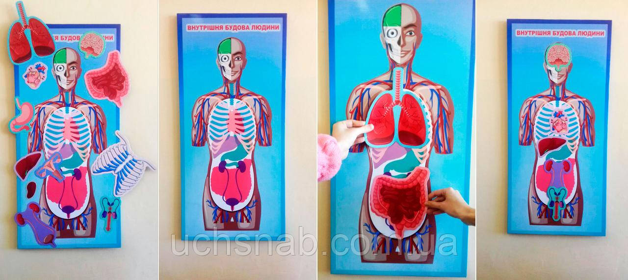 Доповнений кабінет біології - Макет з фоном, фото 1