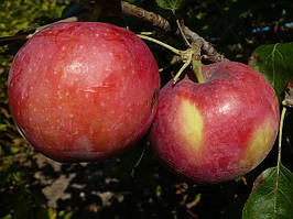 Яблуні яблуні сорти