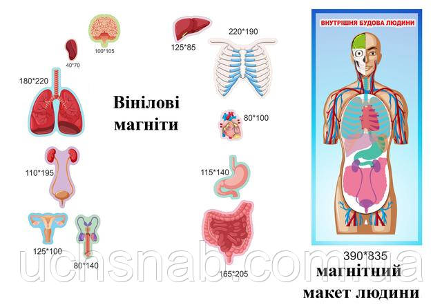 Макет людини. З фоном