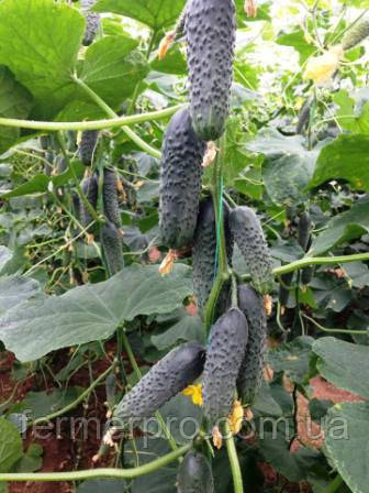 Насіння огірка Лютояр F1 500 cем. Yuksel Seeds