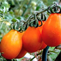 Семена томата Груша оранжевая 0.1г, FAZENDA, O.L.KAR