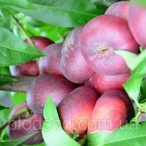 Нектарин інжирний Саманта