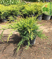 МОЖЖЕВЕЛЬНИК СРЕДНИЙ (JUNIPERUS X PFITZERIANA) «OLD GOLD» / C5 L