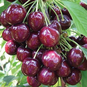 Саджанці черешні "Сем" (середньоспілий сорт)
