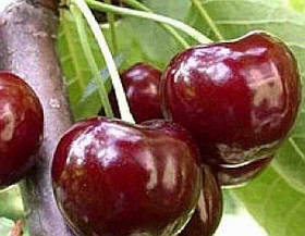 Саджанці черешні "Саміт" (середньоспілий сорт)