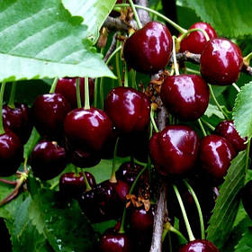 Саджанці черешні "Біг Стар" (середньо-пізній сорт)