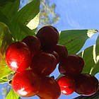 Саджанці Кизилу Михайлівський - ранній, великоплідний, посухостійкий, фото 3