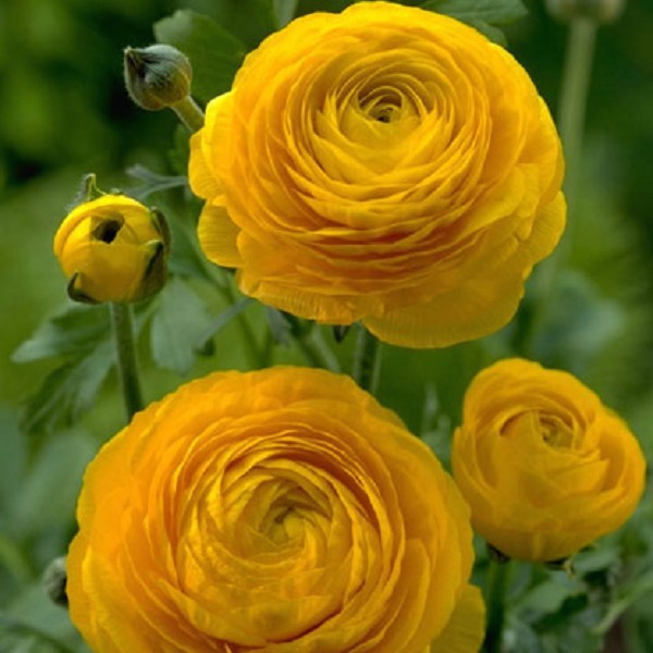 ЖОВТЕЦЬ Yellow 7/+