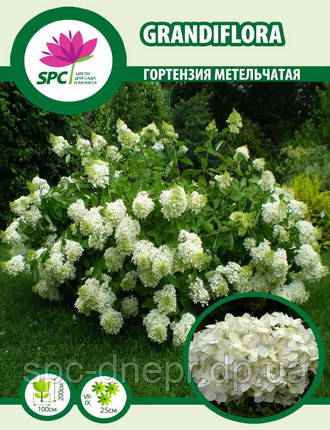 Гортензія волотиста Grandiflora, фото 2