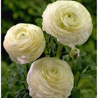 ЖОВТЕЦЬ White 7/+